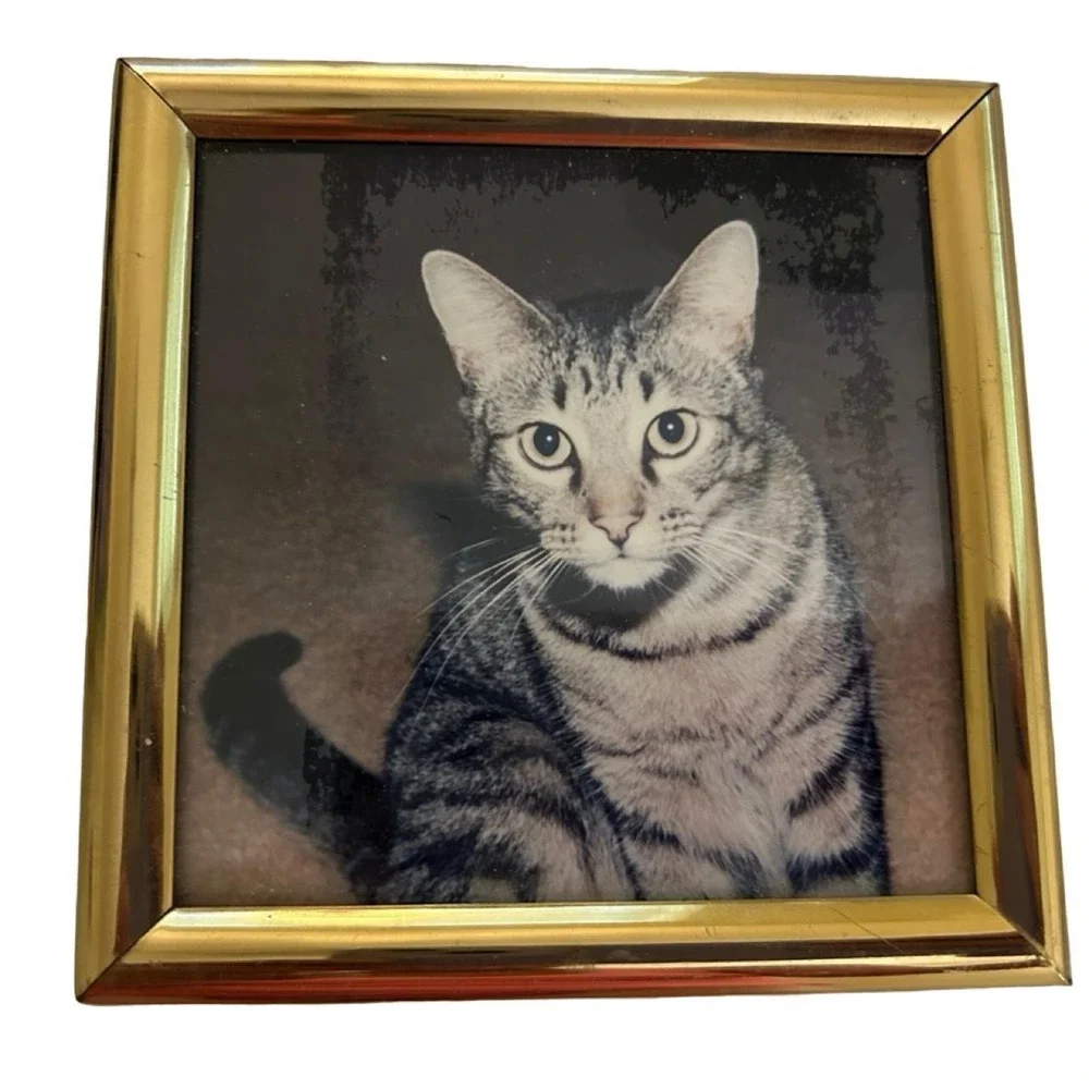 Vintage 1970's Framed Cat Picture